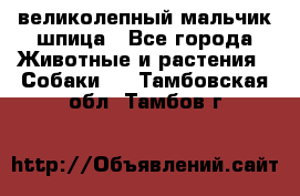 великолепный мальчик шпица - Все города Животные и растения » Собаки   . Тамбовская обл.,Тамбов г.
